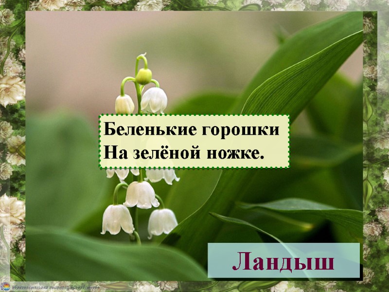 Ландыш Беленькие горошки  На зелёной ножке.